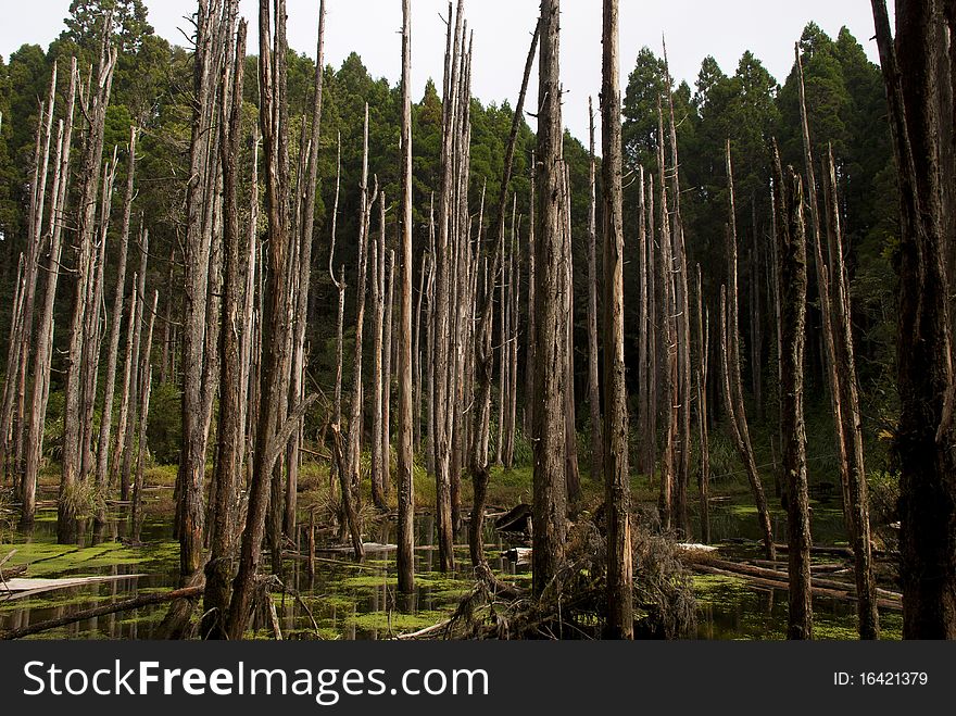 Swamp In Forest