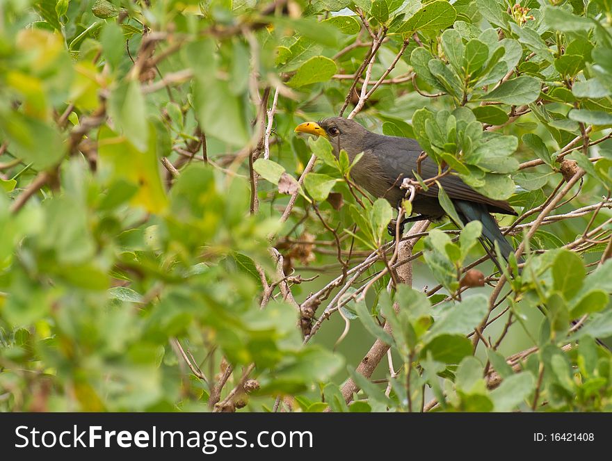 A Half-hidden Yellowbill Bird