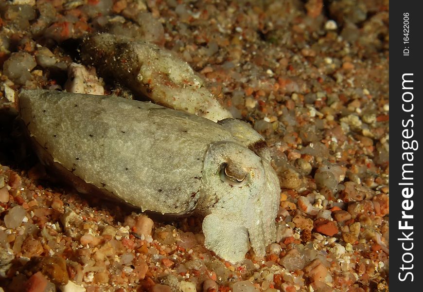 Cuttlefish