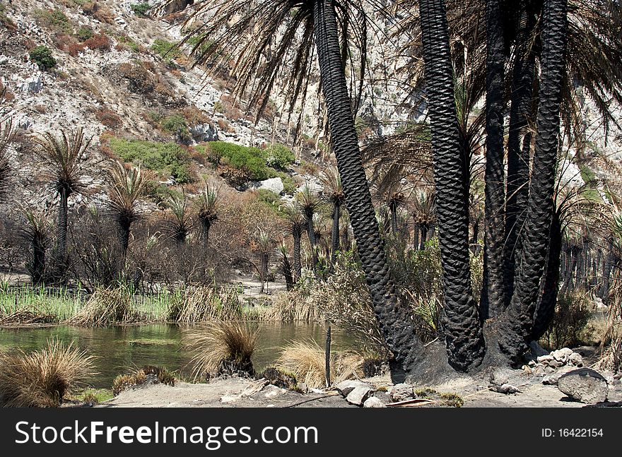 Details Of Burned Palm Trees On Preveli Beach