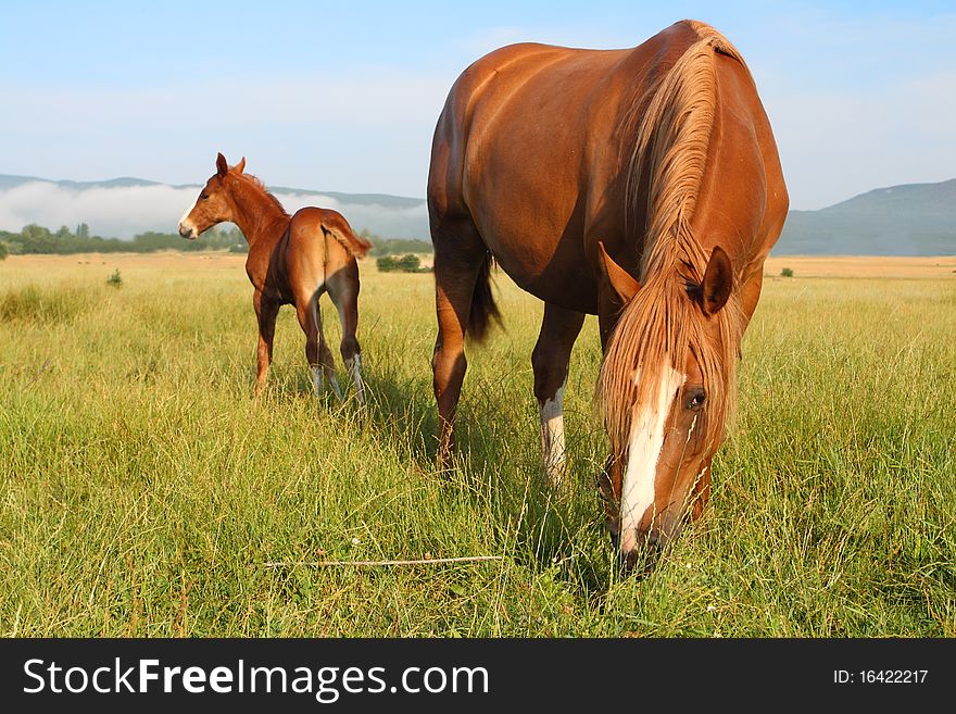 Baby horse and his mother on the field. Baby horse and his mother on the field