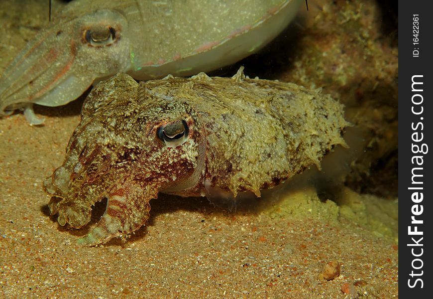 Cuttlefish