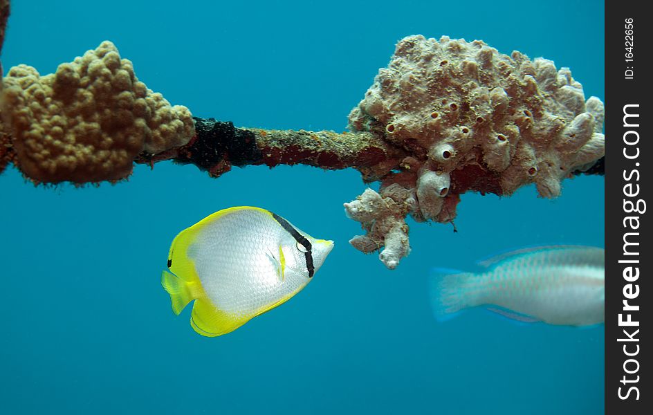 Spotfin Butterflyfish feeding on coral on underwater shipwreck