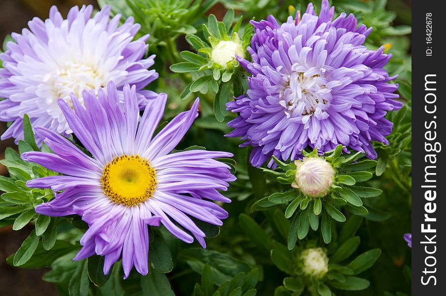 Violet flowerses on background of the green herb