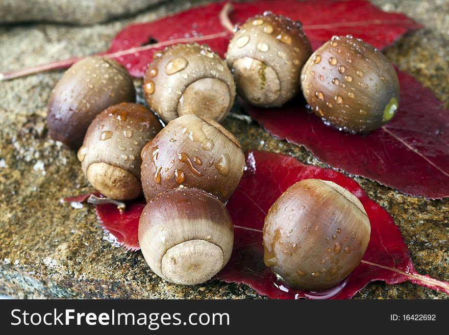 Acorns on oak leaf