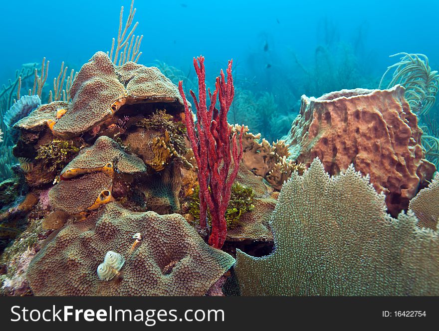 Coral reef off the coast of Roatan honduras. Coral reef off the coast of Roatan honduras