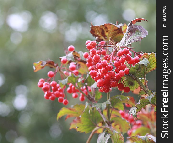 Viburnum branches with red berries outdoor. Viburnum branches with red berries outdoor