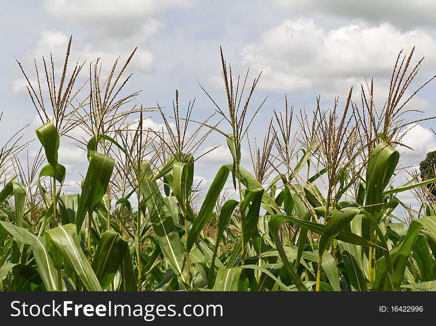 Corn Field