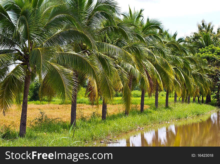 Coconut trees are tropical plant and grow everywhere in south east asia, Nakhon Ratchasima Thailand.