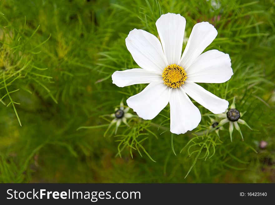 Flower Daisywheel