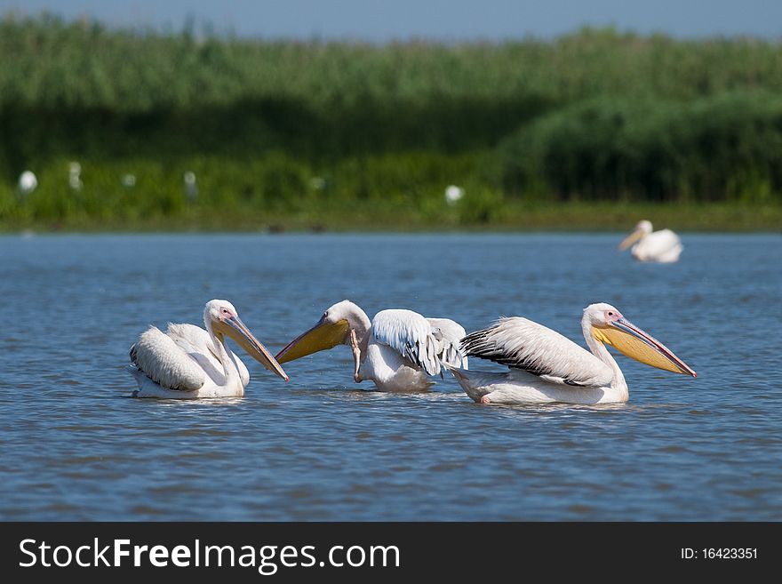 White Pelicans in shallow water