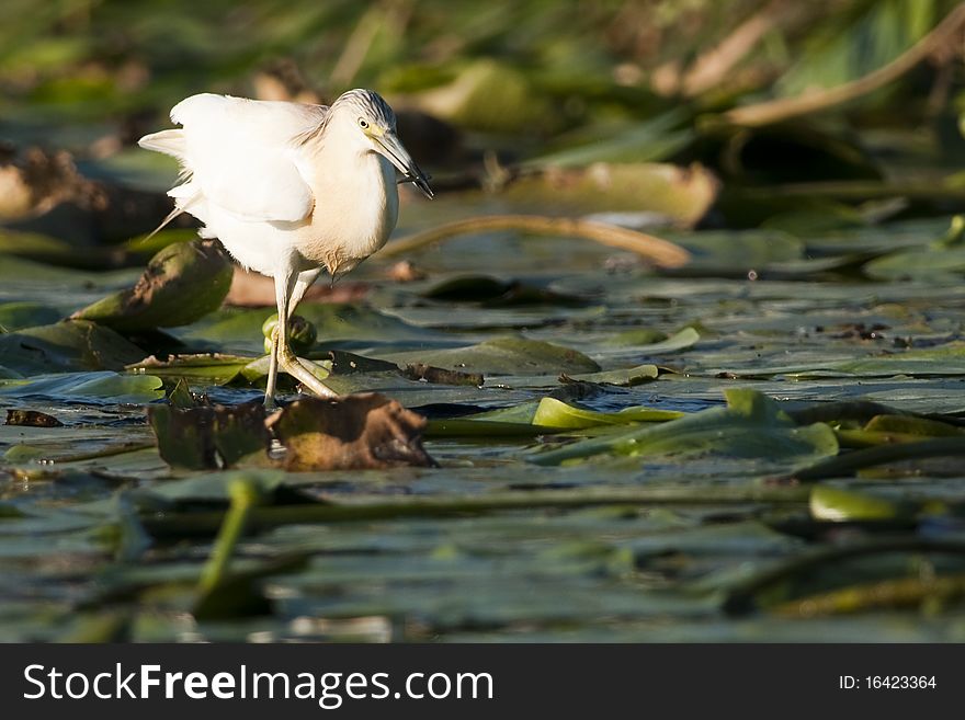 Silky or Squacco heron on waterlilies leaves