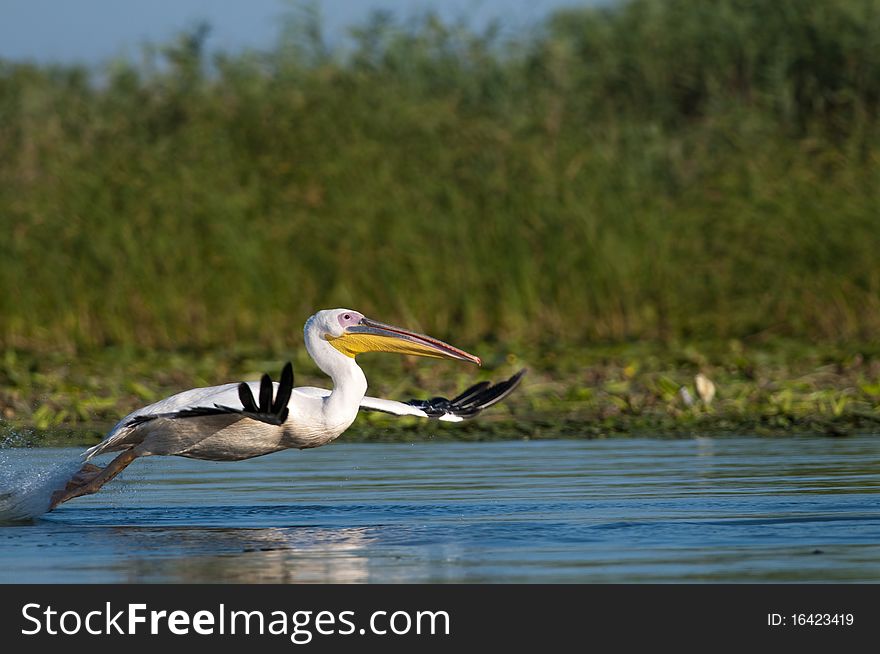 White Pelican Taking off