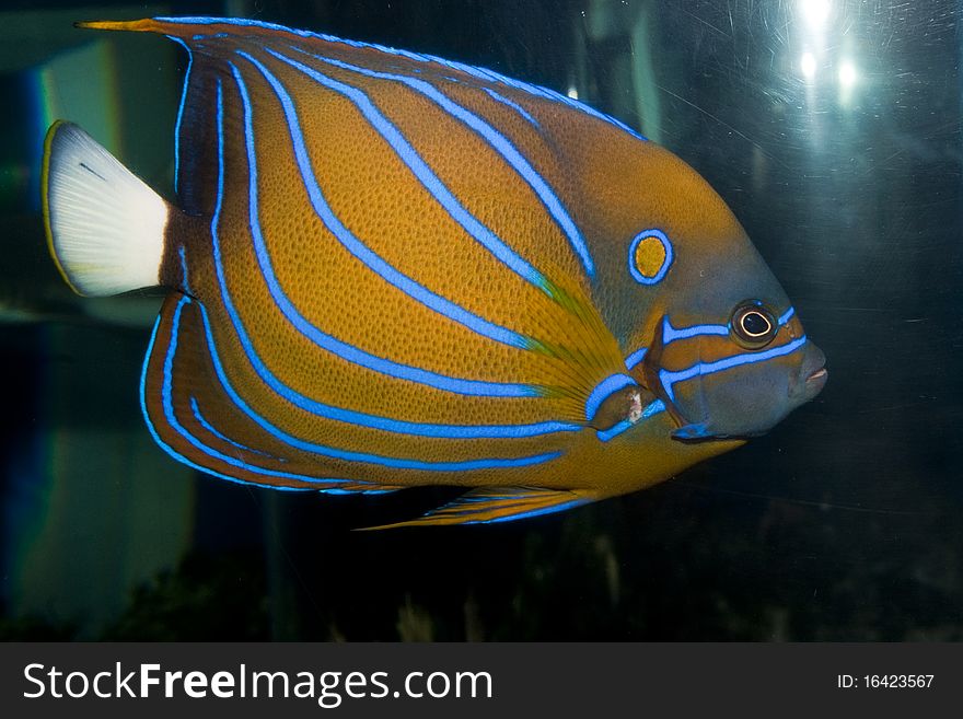 Blue Ring Angelfish (Pomacanthus annularis) in Aquarium