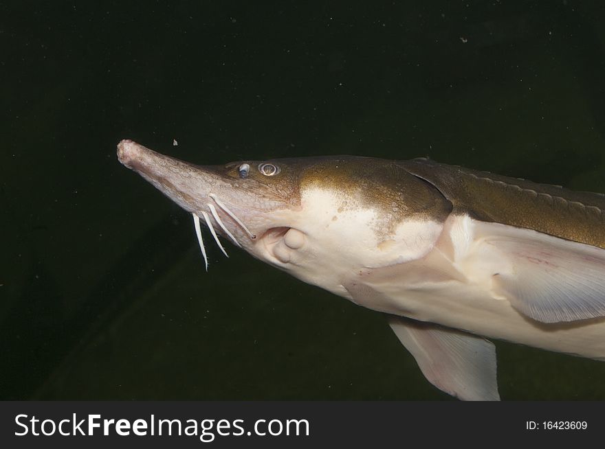 Beluga, European Sturgeon (Huso huso) in Aquarium
