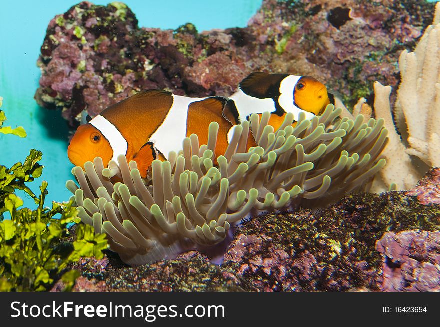 Clownfish (Amphirion ocellaris) pair in Coral Anemone