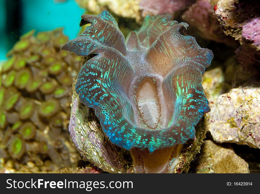 Crocea in Coral Reef Aquarium. Crocea in Coral Reef Aquarium