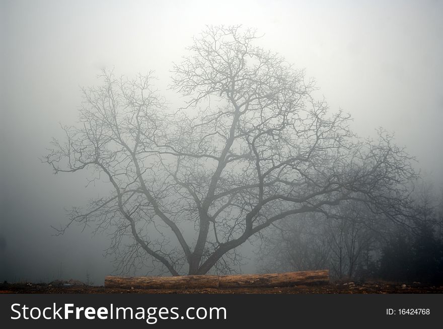 A tree in a fog