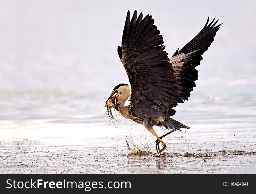 Bird, took fish on a reservoi. Bird, took fish on a reservoi