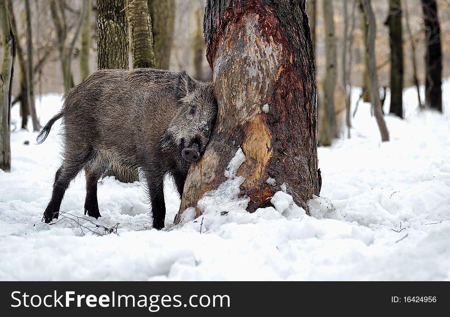 Natural environment of dwelling of wild wild boar. Natural environment of dwelling of wild wild boar