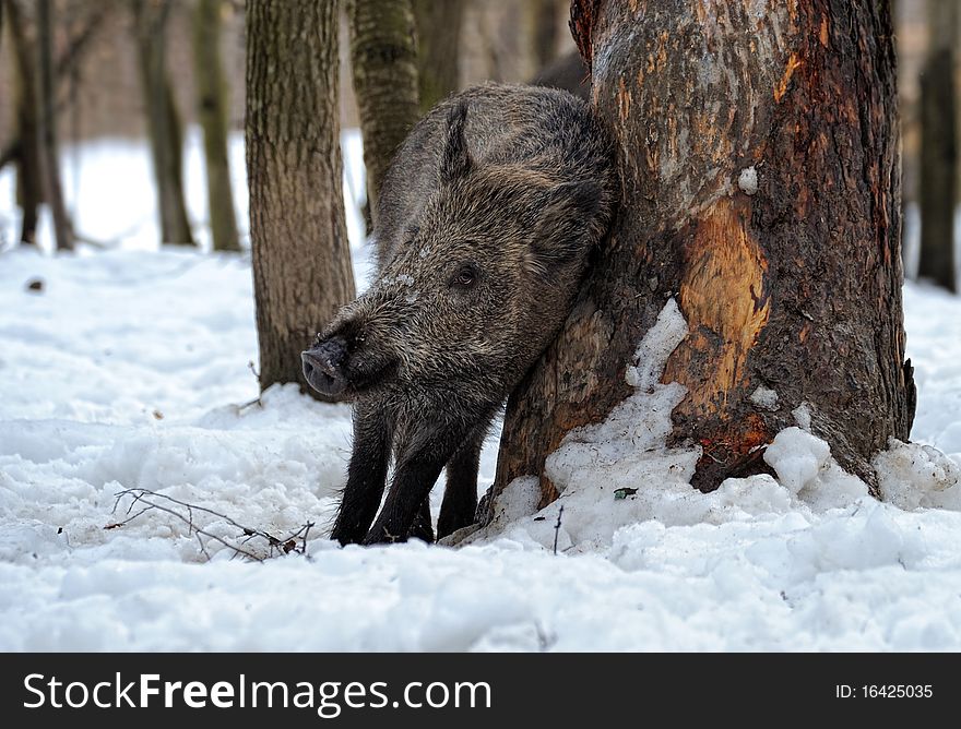 Natural environment of dwelling of wild wild boar. Natural environment of dwelling of wild wild boar