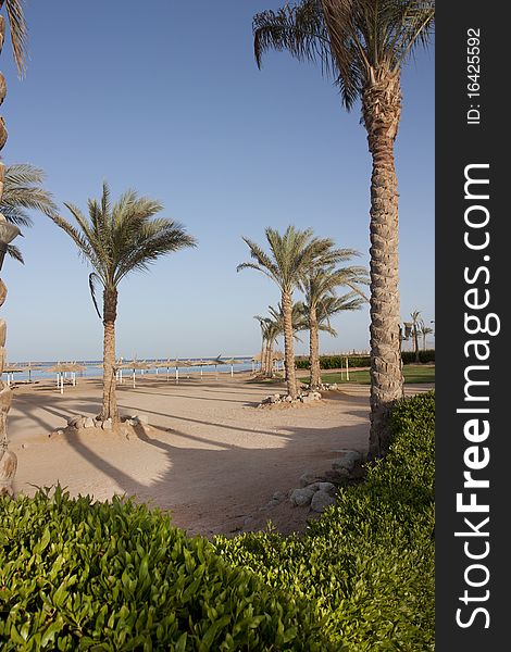 Empty beach and palm trees shot in sharm el sheikh egypt