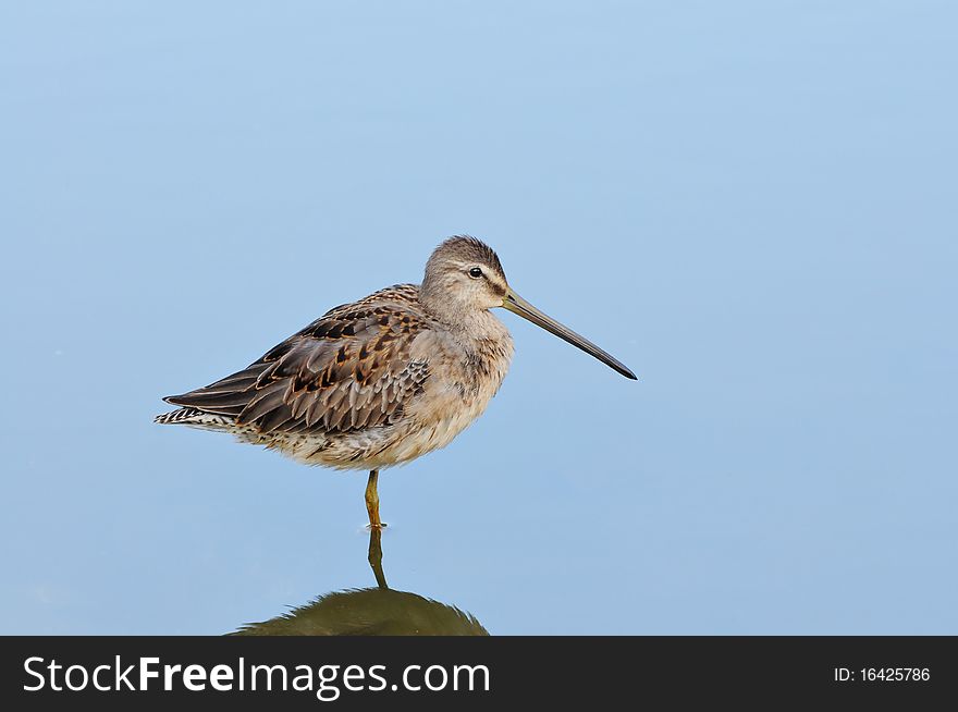 A sandpiper standing on one foot in very still water