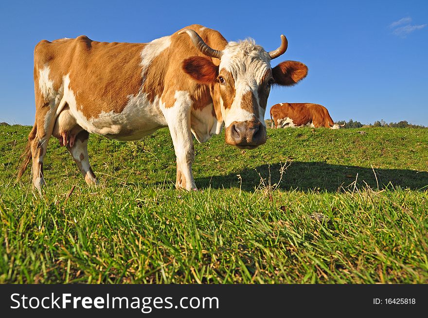 Cow on a summer pasture in a rural landscape under clouds.