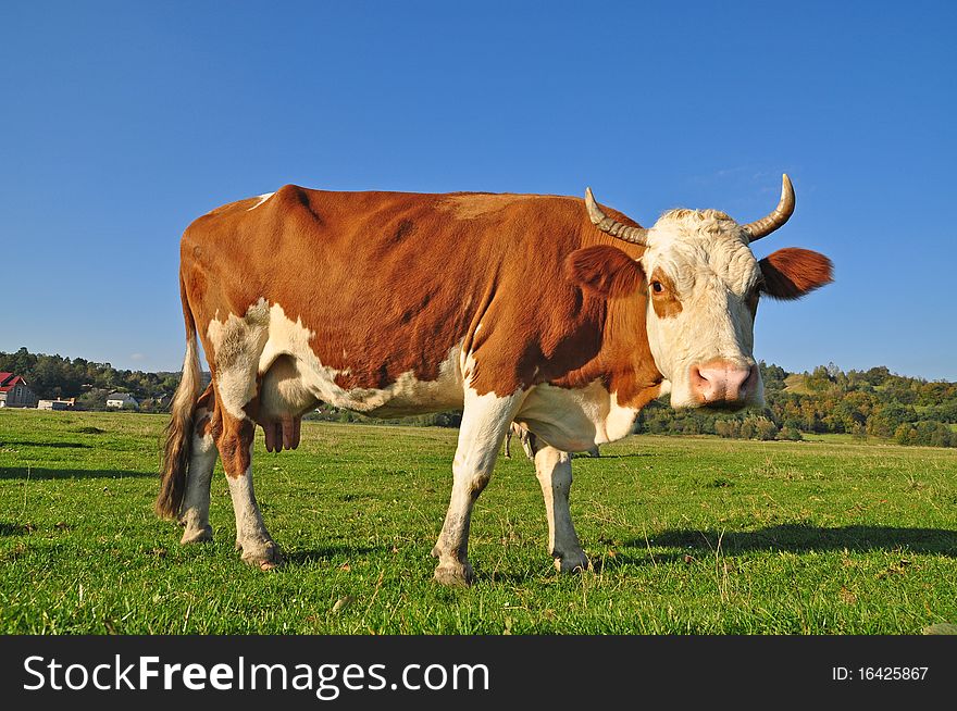 Cow on a summer pasture in a rural landscape under clouds.