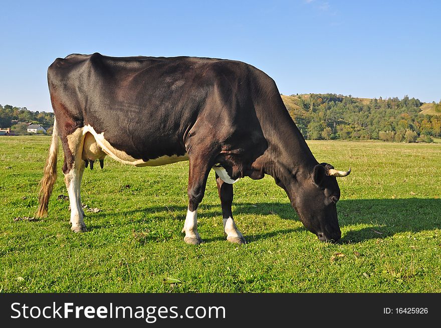Cow On A Summer Pasture