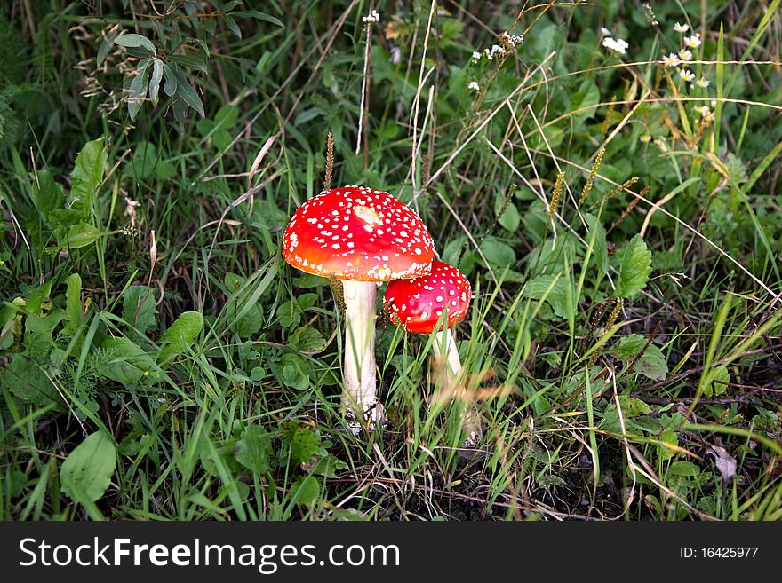 Small and large toadstool in a grass