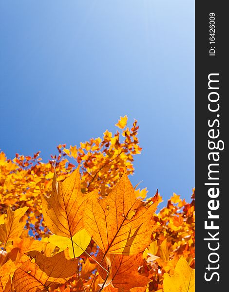 Autumn leaves and blue sky