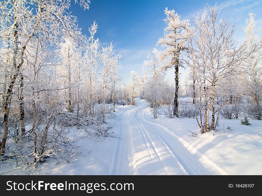 Road in the winter forest