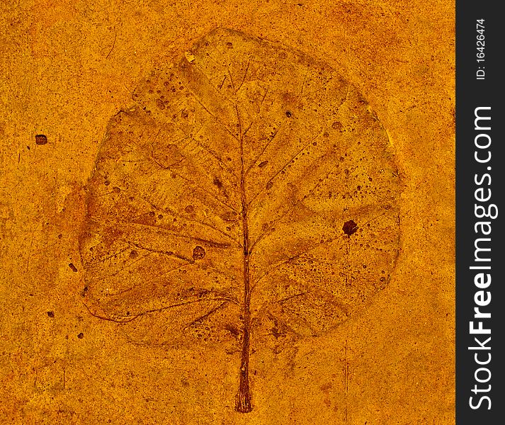 The Leaf imprint on concrete floor