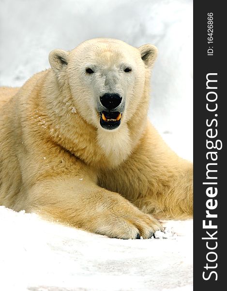 Natural environment of dwelling of polar bear