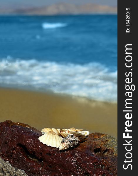 Sea shell, ocean, beach