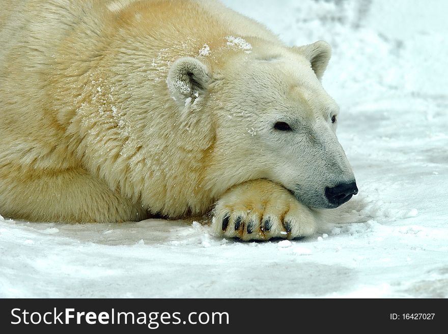 Natural environment of dwelling of polar bear