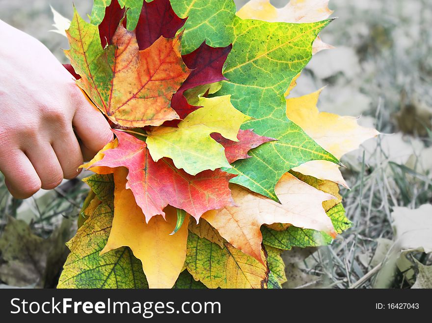Bouquet of bright autumnal leaves in the hand. Bouquet of bright autumnal leaves in the hand