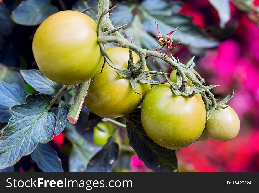 Green tomatos in a garden  - vegetable culture advantageous for health. Green tomatos in a garden  - vegetable culture advantageous for health