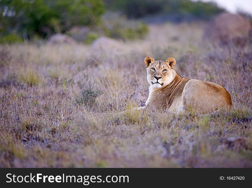 Evening Lioness