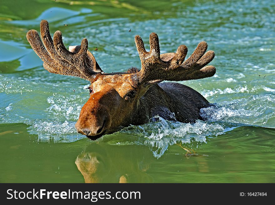 Elk in the natural environment of dwelling