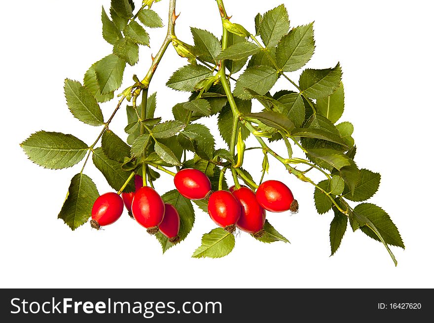 Red fruits of the wild rose
