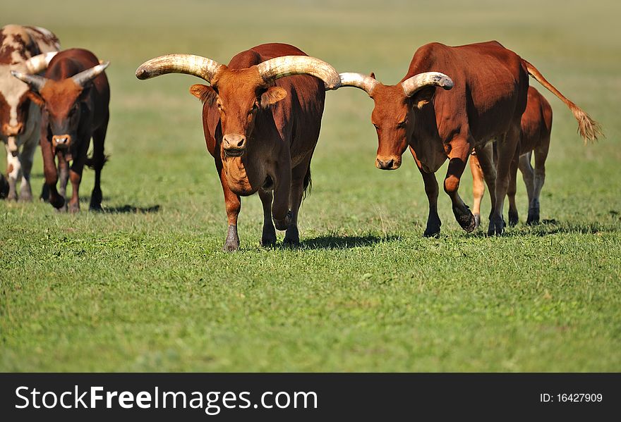 Wild cow on a pasture