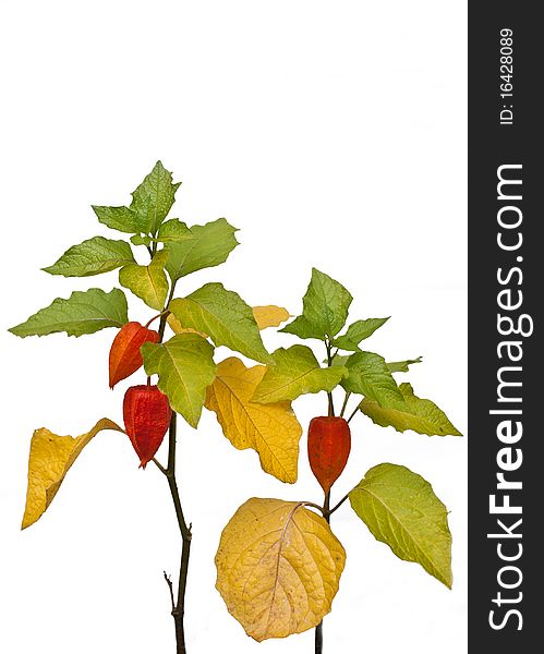 Bright red fruit of winter cherry (Physalis alkekengi) on the plant, isolating background