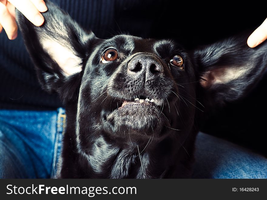 Expressive dog - black handsome labrador