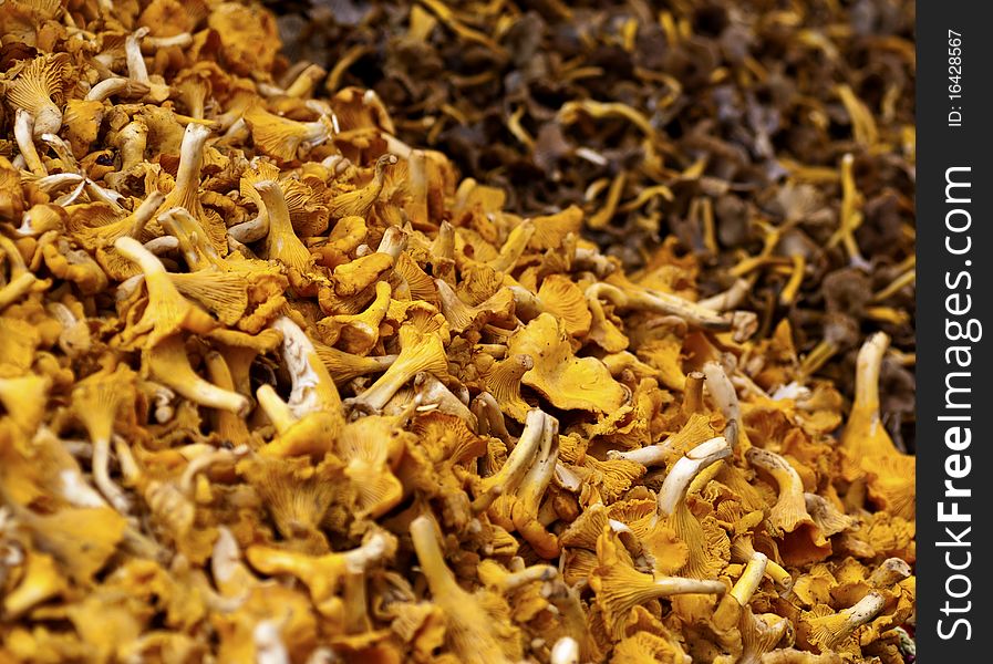 Closeup of different types of chanterelles at a market