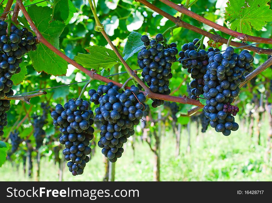 Blue ripe grapes in the vineyard. Blue ripe grapes in the vineyard