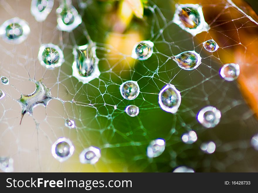 Close up of a spider web with dew drops. Close up of a spider web with dew drops
