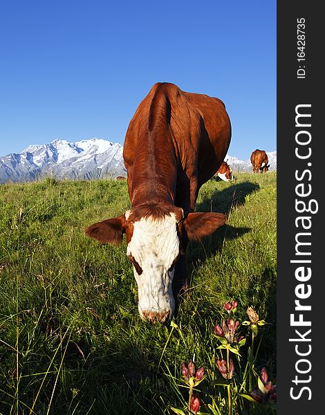 Cow grass and sky