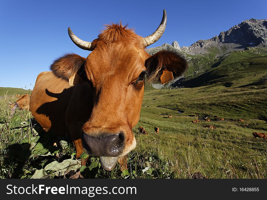 Cow in french mountain on summer. Cow in french mountain on summer